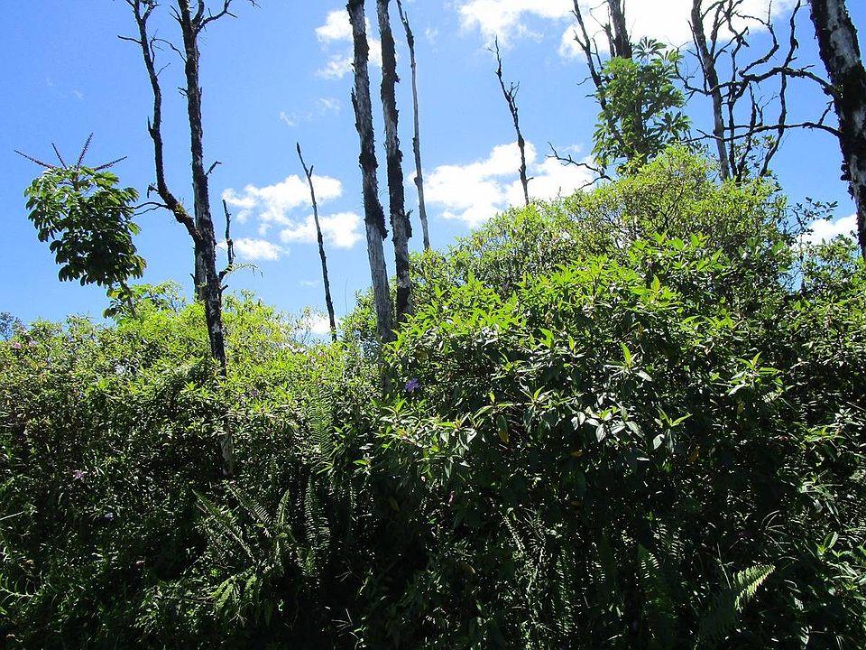 2nd image of Ohia Dr Lot 10