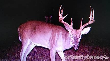 Plenty of trophy bucks, 13 point on prop
						:
						a 153 acre hunting lease will be an option, w deer stands.