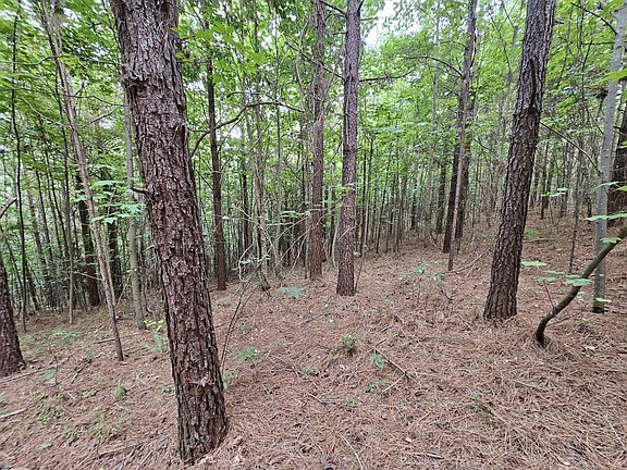 Planted pines in northwestern portion of the property.
