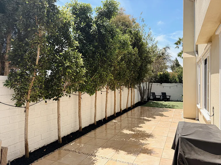 Backyard