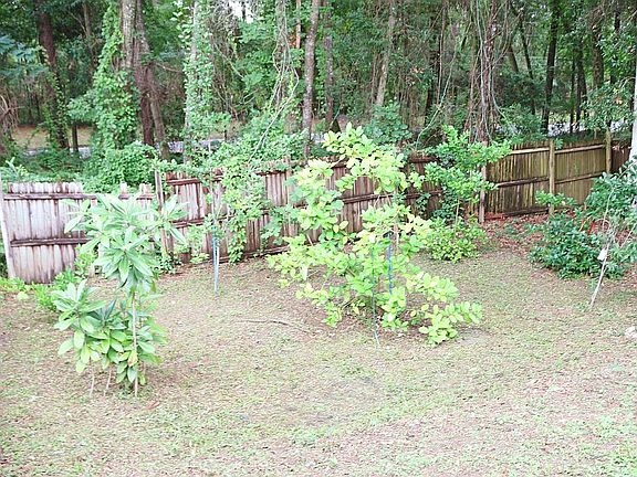 Backyard and planted trees