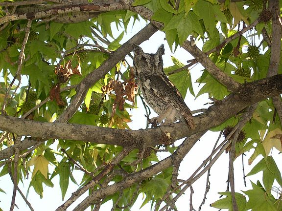 Backyard resident born next door in old growth oaks
