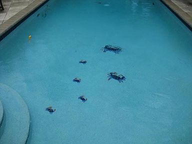 Crabs in pool