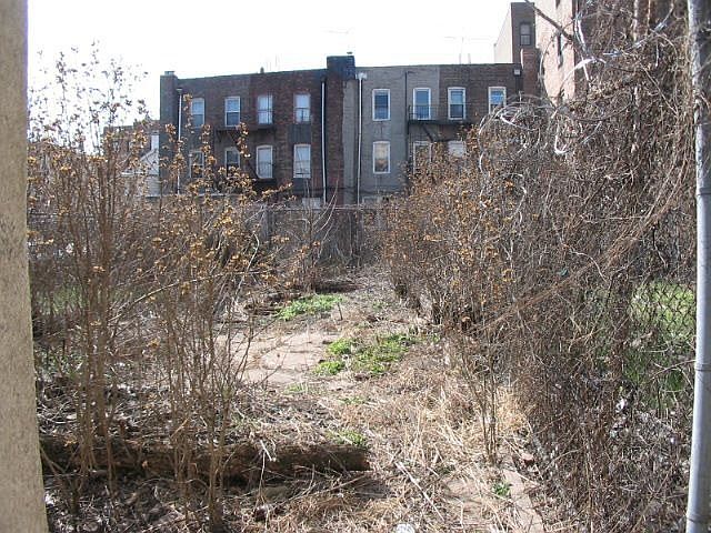 Back yard