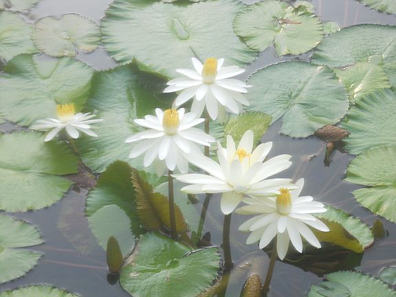 lilies on the pond