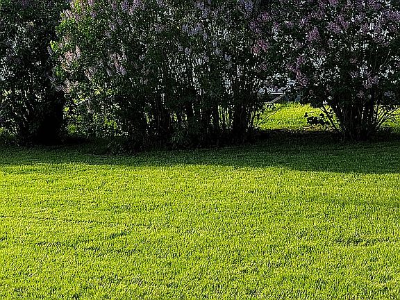 Backyard Privacy