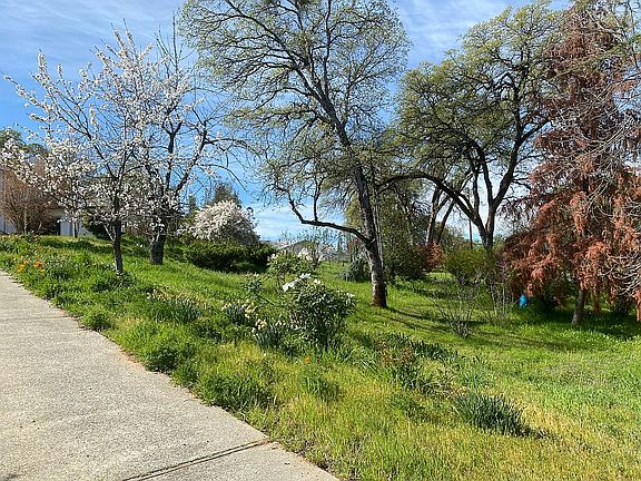 Cherry trees on the driveway