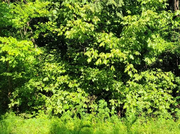 4625 Woodville Rd, Kevil, KY 42053