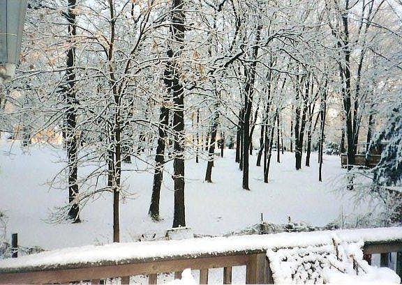 view on deck overlooking historic woods