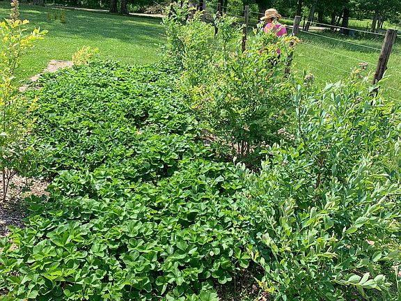 Abundant Blue & Strawberries