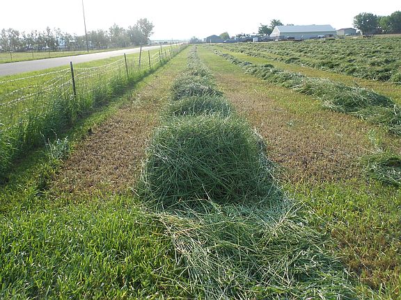 First cutting of hay