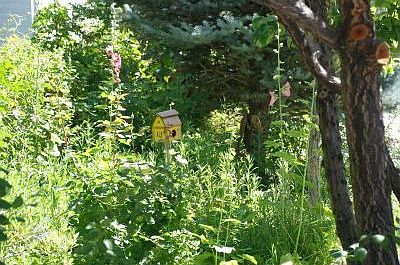 Holly Hocks and more...