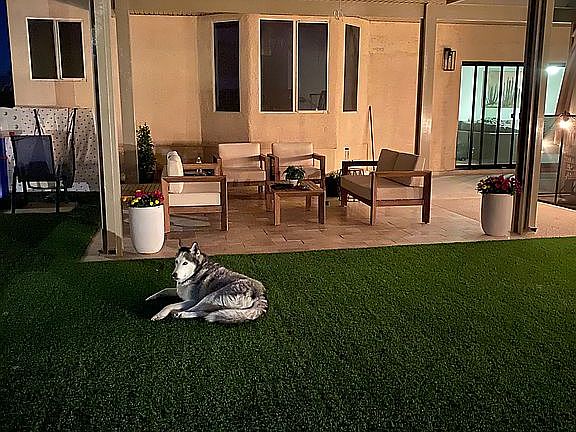 Backyard