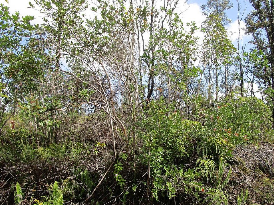 1st image of Sandalwood Ct Lot 1