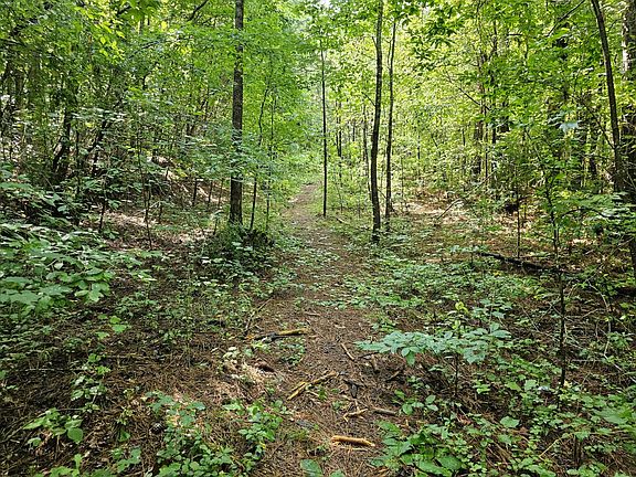 Deer trails abound on this property.