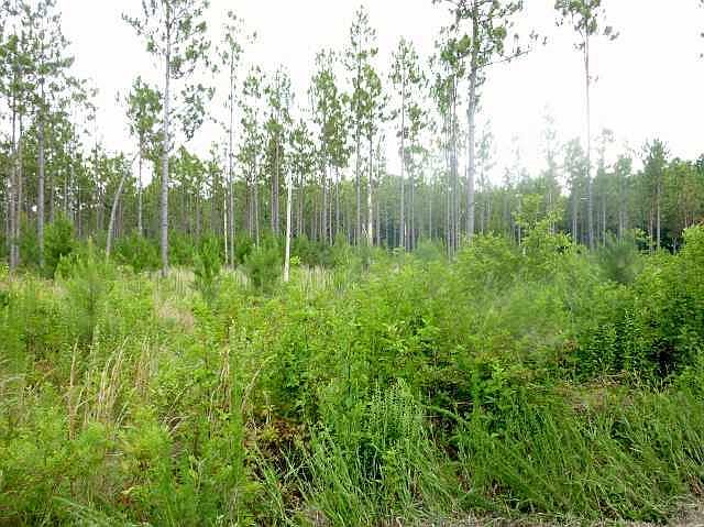 2nd image of Tbd Pendergrass Road