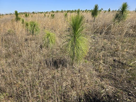 Longleaf pine
