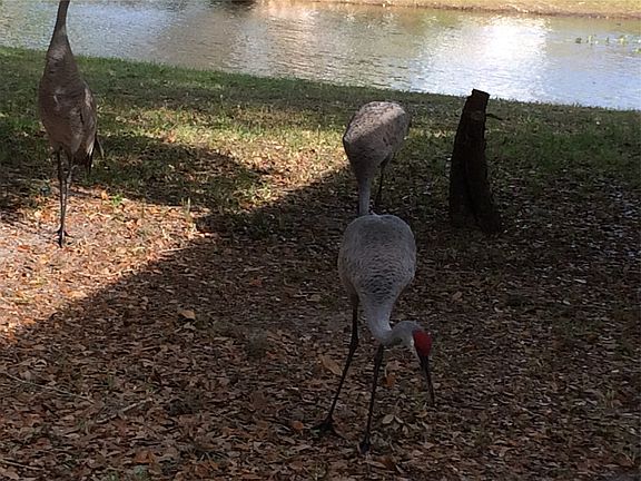 3rd image of 4772 White Heron Dr