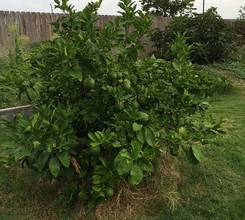 RubyRed front, Fig back righ