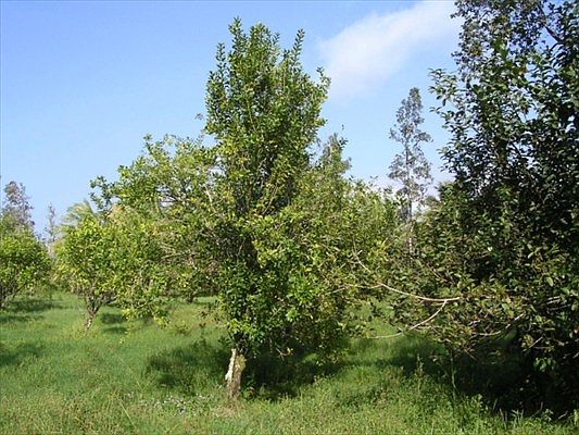 1st image of Road 9 Koloa Maoli Lot 5572
