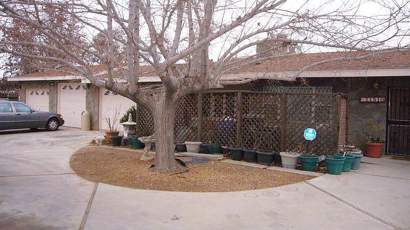 Circural Drive Mature Trees