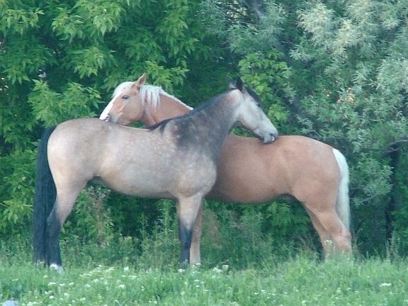 Neighbors horses over fence