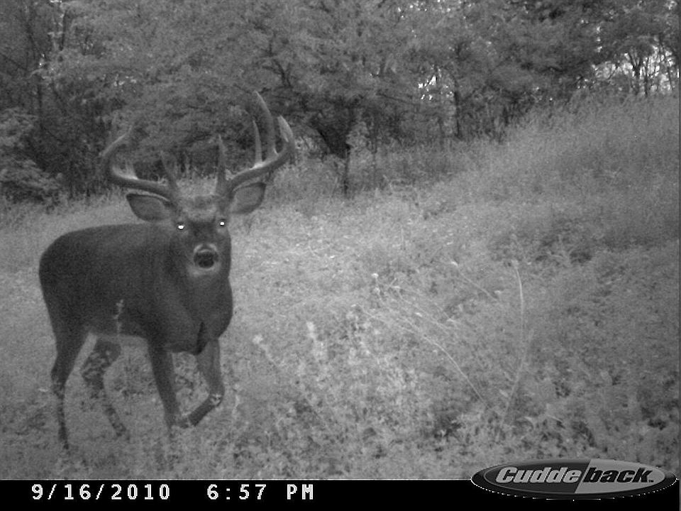 2nd image of 1 Csm #4529