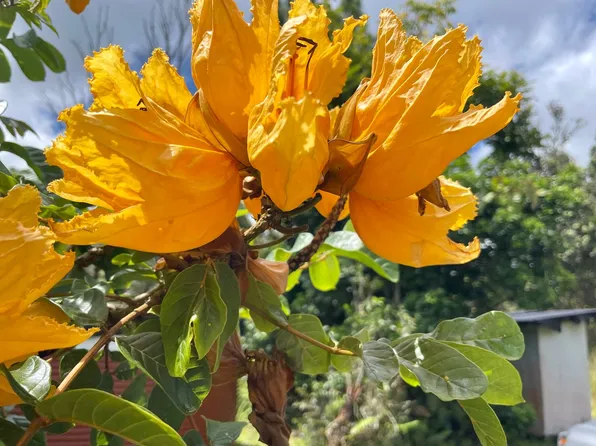 11-2928 Lehua St Lot 6912, Hilo, HI 96720