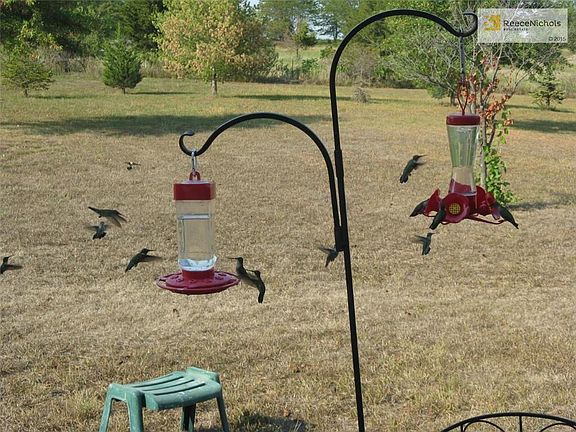 These are only a few of the resident hummingbirds found here every year drinking the sugar water that is amply supplied.