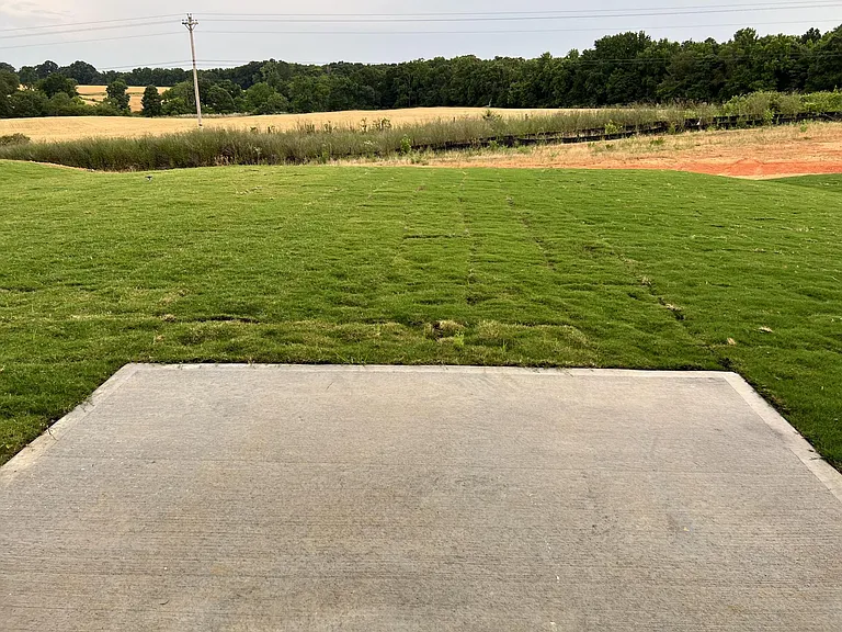 Back yard