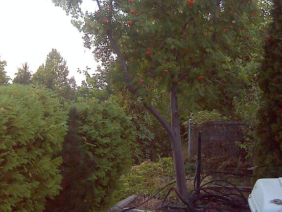 South view backyard