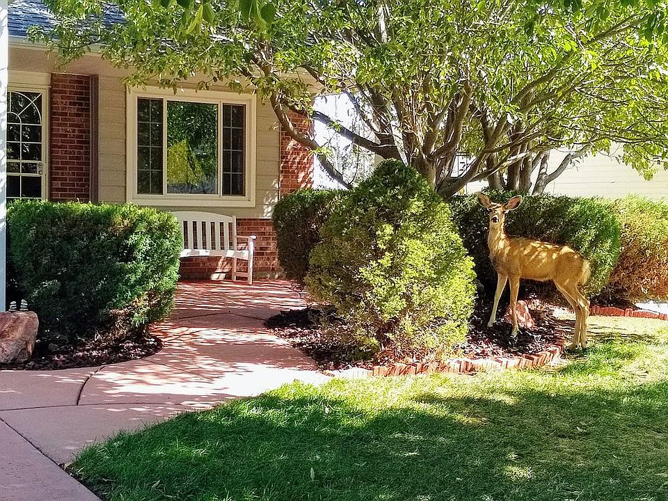 Deer are frequent visitors