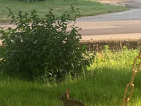 Rabbits regularly visit