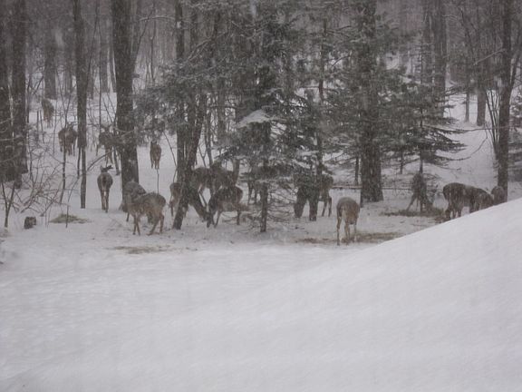 Looking out the front window