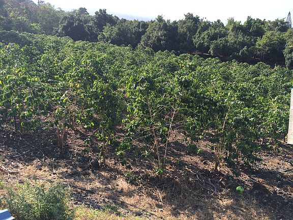 Kona Coffee Trees