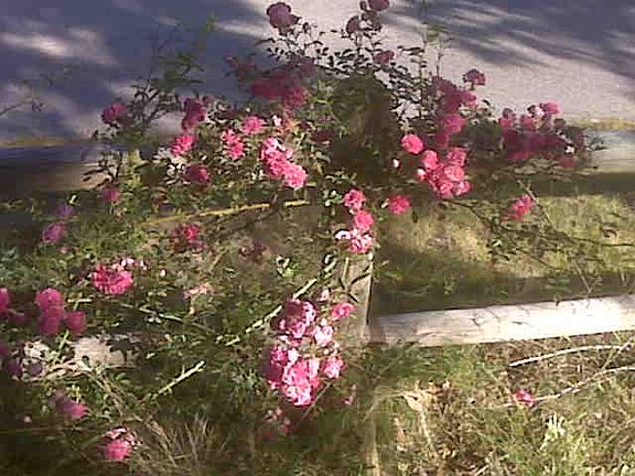 roses on front fence