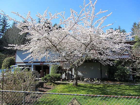 Mature ornamental cherry