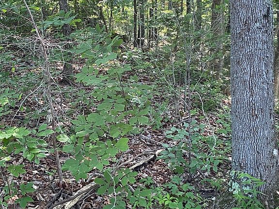 2nd image of 0 Lakeview Dr Lot 58-59