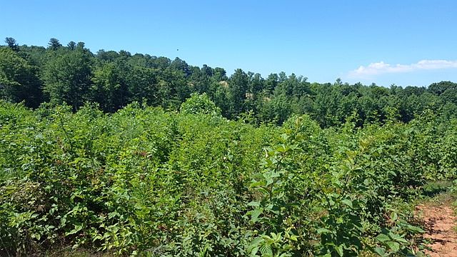 2nd image of 9737 Abram Penn Hwy