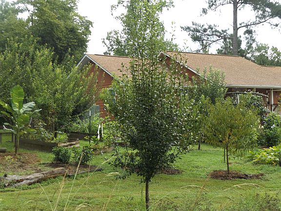 Parent Plants Fruit Trees