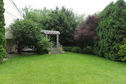 Privacy in back yard