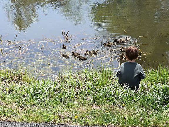 Ducklings live 400ft away