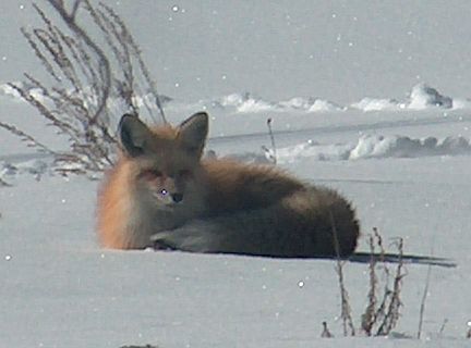 timmie the residence fox