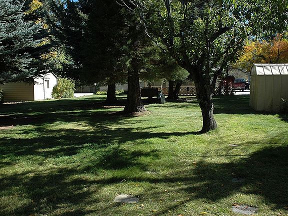 mature trees in backyard