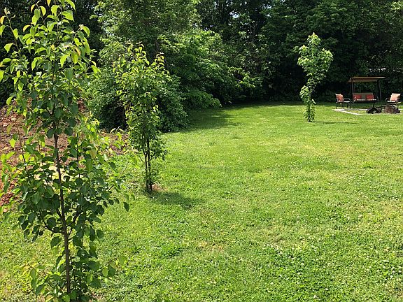 Young trees in the backyard
