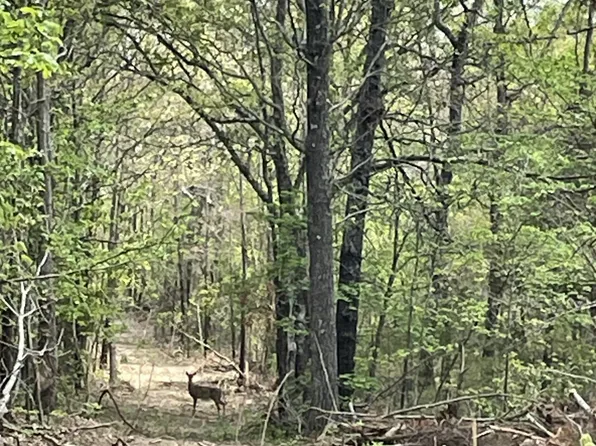 000 State Hwy N, Tract H, Ava, MO 65608