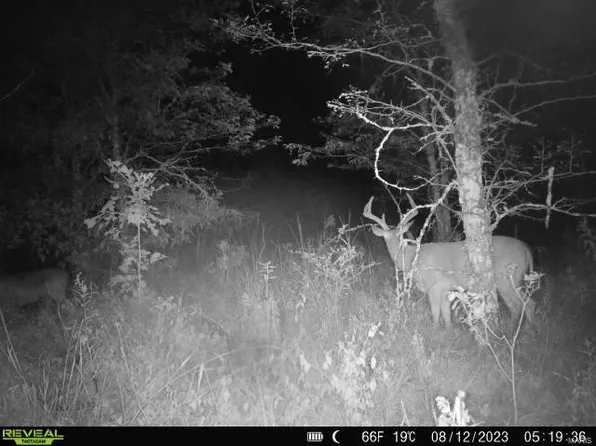 64 Opossum Trot Rd, Bellflower, MO 63333