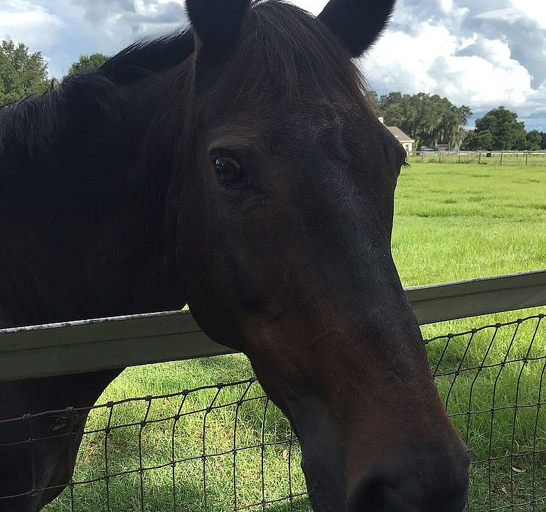 Bring your Horses !!