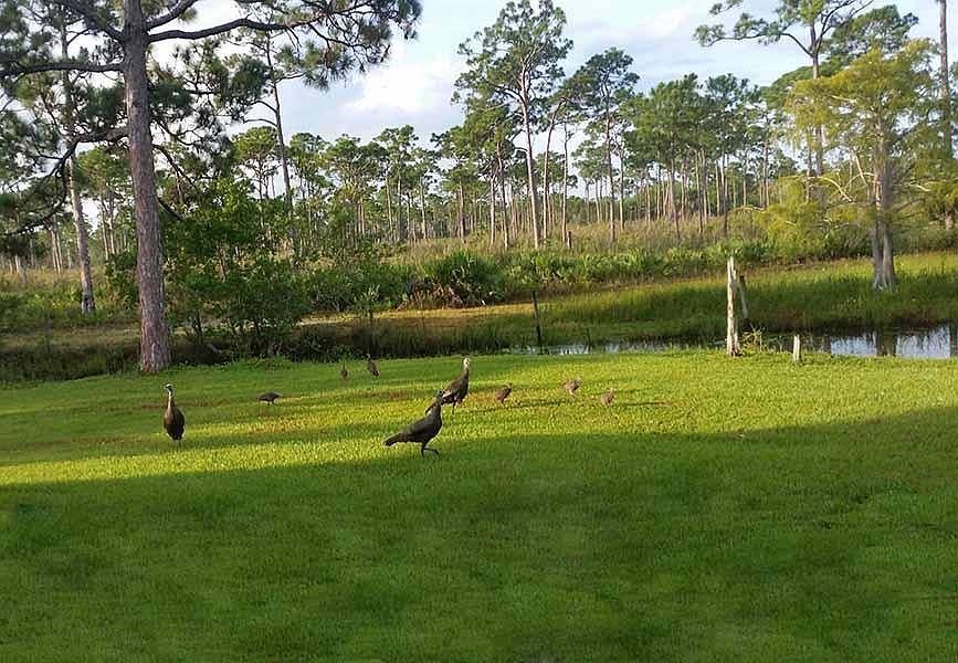 Wild turkeys
