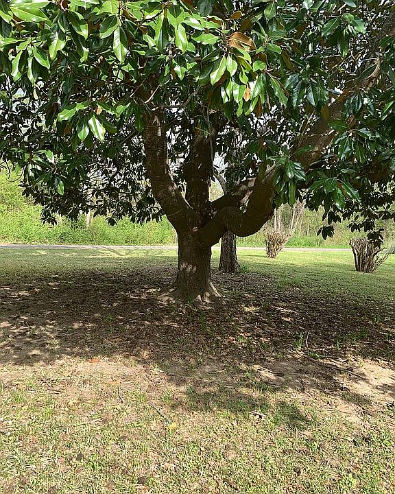 Magnolia